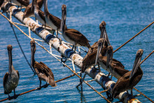 Pelican Or Seabirds Standing On The Mast Of A Sunken Fishing Boat In Seawater 
