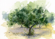 Watercolor Landscape With Olive Trees. Greek Olive Grove.