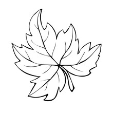 Hand Drawn Maple Leaf Outline Isolated On White Background. Vector Symbol Of Autumn, Nature, Canada In Doodle Style