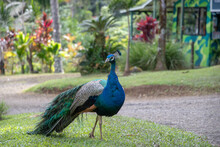 Beautiful Shot Of A Colorful Peafowl Walking On Grass