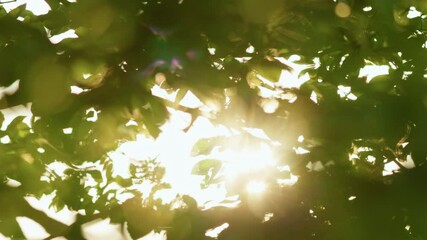 Aufkleber - Abstract green tree leaves background with sun breaking through. Green leaves waving in wind, beautiful roundish bokeh
