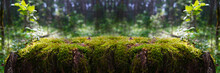 Green Moss On A Stump On A Blurred Forest Background. Product Display. Free Space For Design And Montage. Natural Cosmetics Concept. Wide Banner. Website Header. Wildness, Ecology, Freshness, Fresh.