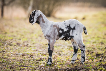 Wall Mural - Small south african boer goat doeling portrait on nature