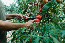 Man Collects Ripe Tomatoes In A Plantation