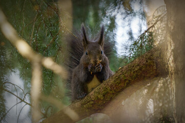 Closeup shot of a squirrel on a tree