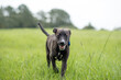 © Tanya - Black American Staffordshire terrier puppy running on grass