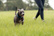 © Tanya - Gray american staffordshire terrier mix at the park on green grass
