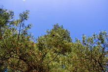 Green Pine Tree With Cone And Blue Sky