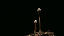 Mushrooms Slowly Growing Time-lapse On Black Background In Macro Mode
