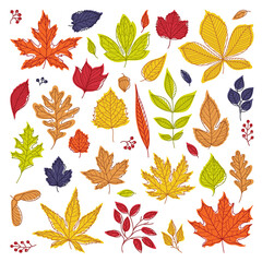 Sticker - Bright Autumn Foliage with Different Leaf Color Vector Set