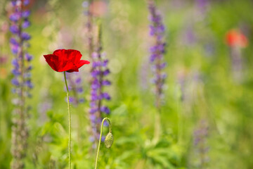  Vibrant, red poppy against a soft background of purple lupine in summer

