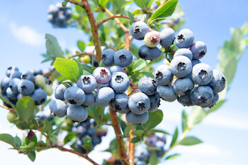 Poster - Blueberry bush with green and blue berries