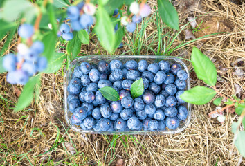 Wall Mural - Plastic container with blueberries under a bush