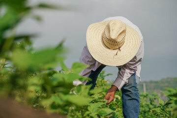 A closeup shot of a Hispanic male growing black beans in Mexico