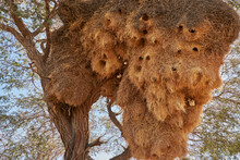 Close-up Of Huge Sociable Weaver Bird Nest On Camel Thorn Tree (Vachellia Erioloba)