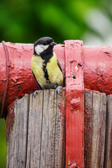 Poster - A cognac cheese bird sitting on a wooden post with a painted metal pipe.