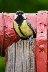 Poster - A cognac cheese bird sitting on a wooden post with a painted metal pipe.