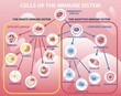 Scheme of appearance of cells of immune system. Infographics with difference between innate and acquired immunity. Algorithm of cell division. Cartoon flat vector illustration on pink background