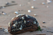 Bay Barnacle (Amphibalanus Improvisus) On A Piece Of Wood On A Sandy Baltis Sea Shore