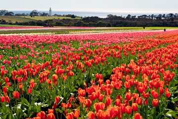 Colourful full bloom tulips flowers at Table Cape Tulip Farm, Wynyard, Tasmania, Australia