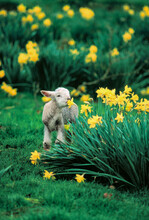 A White Lamb Sniffing A Daffodil In A Pasture Nrar Jefferson Oregon.
