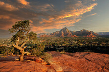 A View Of The City Of Sedona, Arizona With A Juniper Tree In The Foreground