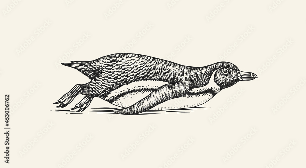 African penguin tobogganing. Magellanic Humboldt Galapagos chick swimming or Diving. Cute small animal. Vector graphics black and white drawing. Hand drawn sketch. Aquatic flightless bird.  - obrazy, fototapety, plakaty 