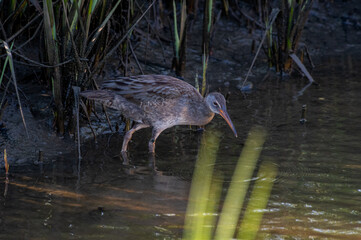 Wall Mural - Clapper Rail in Salt Marsh