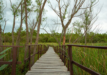 Hiking The Wetland. View Of The Wooden Path Across The Green Reeds And Marsh In The Tropical Forest In Pre Delta National Park, Entre Rios, Argentina. 
