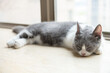 © Freer - a young British shorthair cat laying down near a window