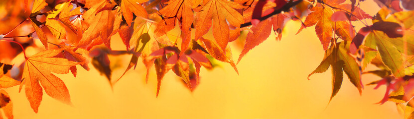 Wall Mural - orange autumnal foliage of maple tree on yellow background