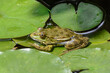 Frog Sits on Green Leaf in Pond