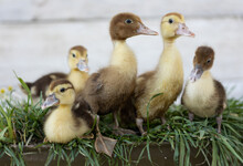 Little Ducklings On Grass