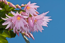 Pink Easter Cactus (Rhipsalidopsis Rosea) In Greenhouse