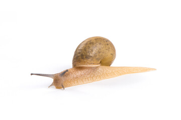 Wall Mural - a snail isolated on white background