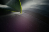 Fototapeta Storczyk - Promienie w liściach orchidei