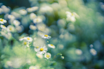 Wall Mural - Wild daisy flower meadow grass in the forest at sunset. Macro image, shallow depth of field. Abstract spring summer nature background. Idyllic relax nature closeup, blur dreamy ecology scenic, serene