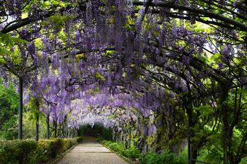 Wall Mural - Beautiful purple wisteria in bloom. blooming wisteria tunnel at Bardini garden near Piazzale Michelangelo in Florence, Italy.