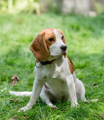 Wall Mural - Portrait of  cute beagle dog on a green meadow