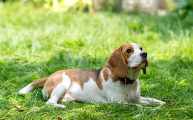 Wall Mural - Portrait of  cute beagle dog on a green meadow