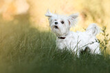 Fototapeta  - Biały pies, maltańczyk na łące