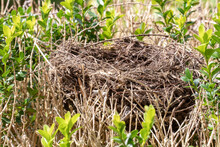 Selective Focus On An Abandoned Or Empty Bird's Nest On A Box Hedge. Macro Photograph.