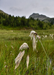 wollgras, wollgräser, sauergras, sauergrasgewächse, weiß, weich, buschig, zart, faden, fäden, feucht