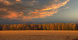Stormy sunset sky over autumn stubble field