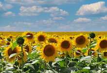 Field Of Yellow Sunflowers Under Blue Sky
