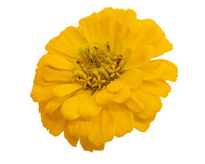 Wall Mural - Isolated yellow zinnia flower on white background