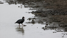A Spur-winged Goose At A Waterhole
