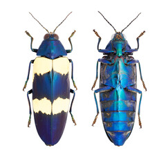 Wall Mural - Beautiful jewel beetle, Buprestidae, Chrysochroa mniszechii Deyrolle, 1861