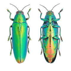 Wall Mural - Beautiful jewel beetle, Buprestidae, Chrysochroa fulminans