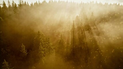 Aufkleber - Magic morning in the misty forest. Fairytale forest early tour. Gold dust floats in the air, bright sun rays make their way through the branches. Aerial shot